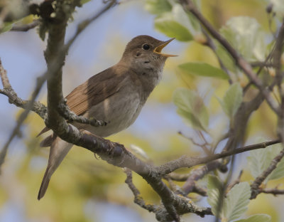 Nktergal [Thrush Nightingale] IMGL3395.jpg