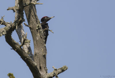 Spillkrka [black Woodpecker] IMGL3493.jpg