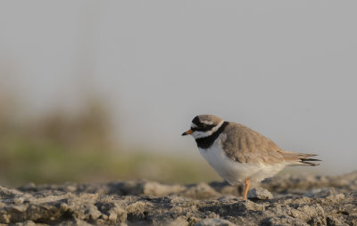 Strre strandpipare [Com. R. Plover] IMGL3536.jpg