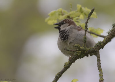 Grsparv [House Sparrow] IMGL3659.jpg