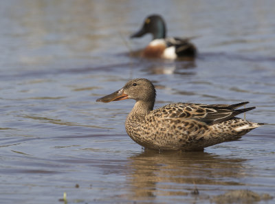 Skedand [Northern Shoveler] IMGL5842.jpg