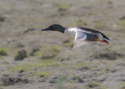 Skedand [Northern Shoveler] IMGL5845.jpg