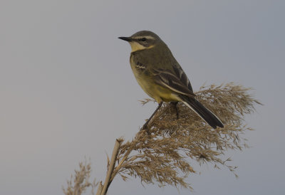 Gulrla [Yellow Wagtail] IMGL6996.jpg