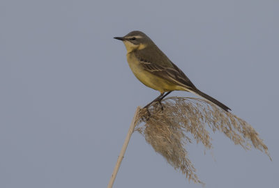 Gulrla [Yellow Wagtail] IMGL6880.jpg