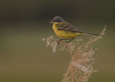 Gulrla [Yellow Wagtail] IMGL6971.jpg