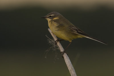 Gulrla [Yellow Wagtail] IMGL6994.jpg