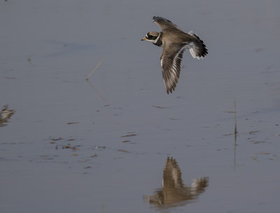 Strre strandpipare [Com. R. Plover] IMGL6628.jpg