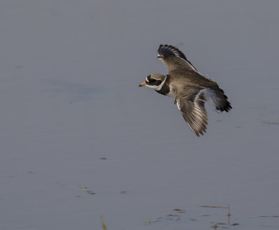 Strre strandpipare [Com. R. Plover] IMGL6629.jpg