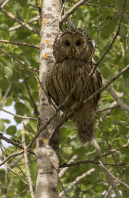 Slaguggla [Ural Owl] IMGL7383.jpg