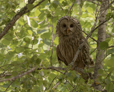 Slaguggla [Ural Owl] IMGL7388.jpg