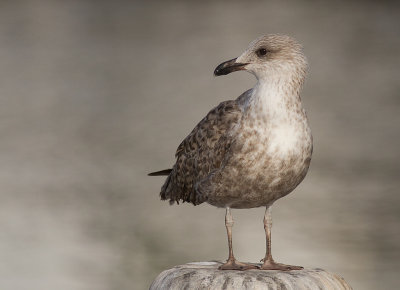 Medelhavstrut [Yellow-legged Gull] IMG_0787.jpg