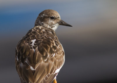 Roskarl [Turnstone] IMG_0820.jpg