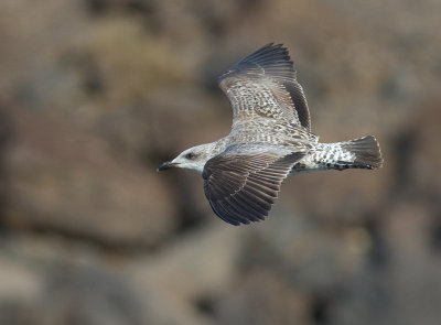 Medelhavstrut [Yellow-legged Gull] IMG_0851.jpg