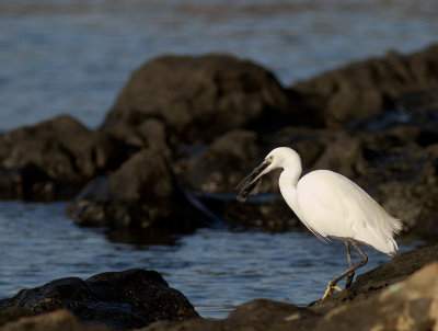 Silkeshger [Little Egret Heron] IMG_0859.jpg