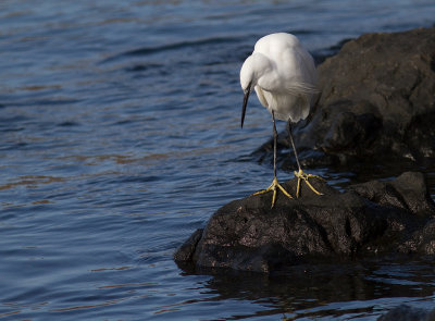 Silkeshger [Little Egret Heron] IMG_0867.jpg