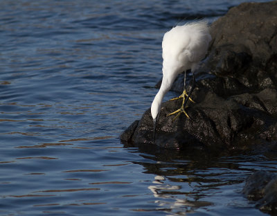 Silkeshger [Little Egret Heron] IMG_0872.jpg