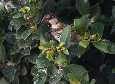 Spansk sparv [Spanish Sparrow] IMG_0914.jpg