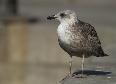 Medelhavstrut [Yellow-legged Gull] IMG_0933.jpg