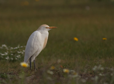 Kohger [Cattle Egret] IMG_0964.jpg