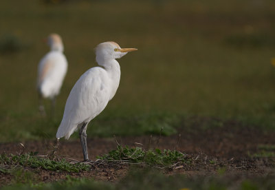 Kohger [Cattle Egret] IMG_0967.jpg