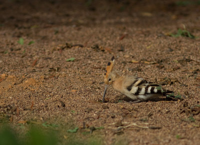 Hrfgel [Hoopoe] IMG_0972.jpg