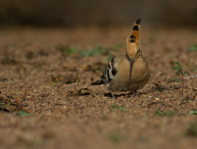 Hrfgel [Hoopoe] IMG_0977.jpg