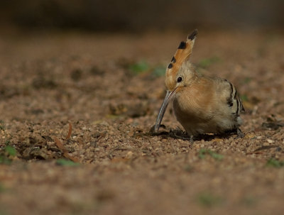 Hrfgel [Hoopoe] IMG_0978.jpg