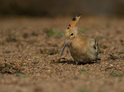 Hrfgel [Hoopoe] IMG_0979.jpg