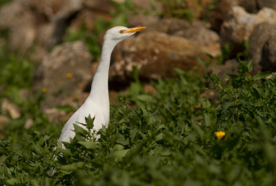 Kohger [Cattle Egret] IMG_1038.jpg