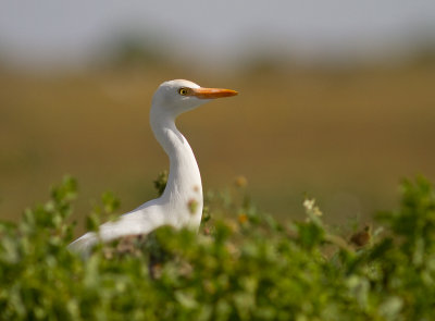 Kohger [Cattle Egret] IMG_1042.jpg