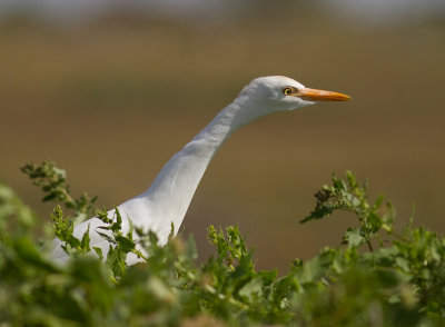 Kohger [Cattle Egret] IMG_1045.jpg