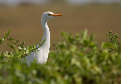 Kohger [Cattle Egret] IMG_1048.jpg