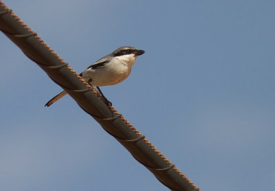 kenvarfgel [Southern Grey Shrike] IMG_1080.jpg
