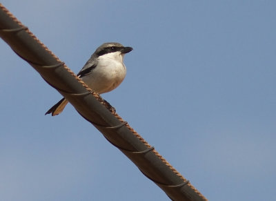 kenvarfgel [Southern Grey Shrike] IMG_1082.jpg