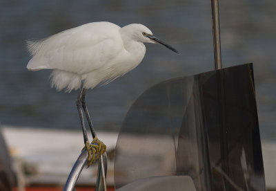 Silkeshger [Little Egret Heron] IMG_1123.jpg