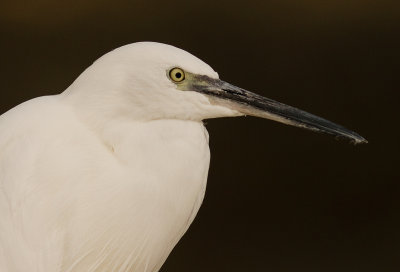 Silkeshger [Little Egret Heron] IMG_1153.jpg