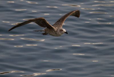 Medelhavstrut [Yellow-legged Gull] IMG_1164.jpg