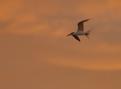 Kentsk trna [Sandwich Tern] IMG_1168.jpg