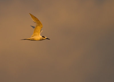 Kentsk trna [Sandwich Tern] IMG_1209.jpg