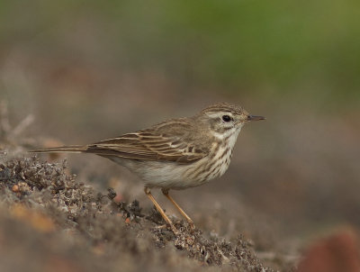 Kanariepiplrka [Berthelot's pipit] IMG_1349.jpg