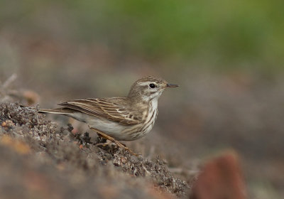 Kanariepiplrka [Berthelot's pipit] IMG_1351.jpg