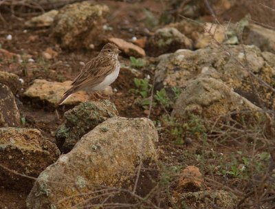 Dvrglrka [Lesser Short-toed Lark] IMG_1504.jpg