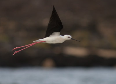 Styltlpare [Black-winged Stilt] IMG_1920.jpg