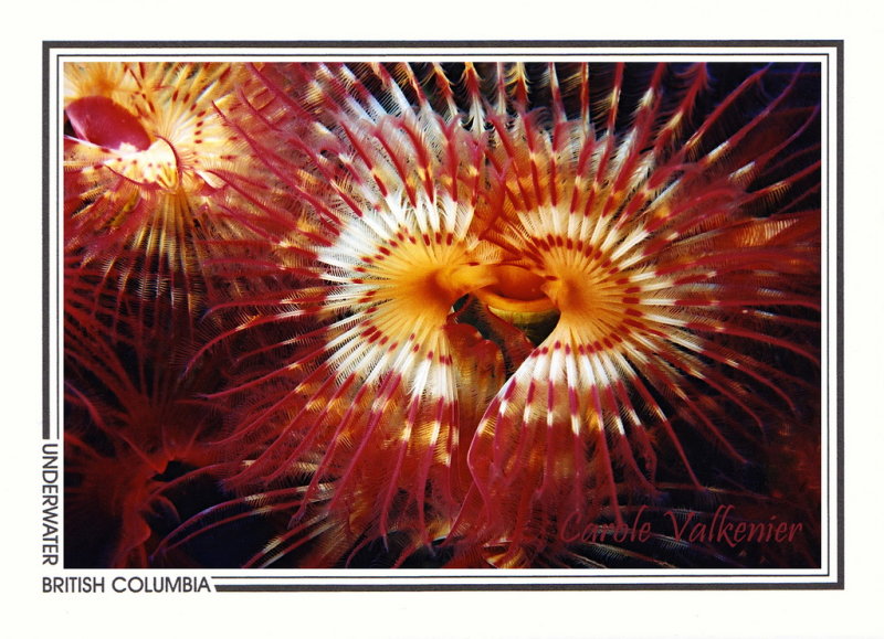 271 Calcareous tubeworm (Serpula columbiana), Seymour Inlet