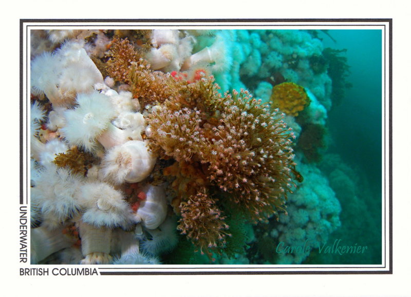 278 Pink-mouth hydroids (Ectopleura crocea), Rock of Life, Browning Passage