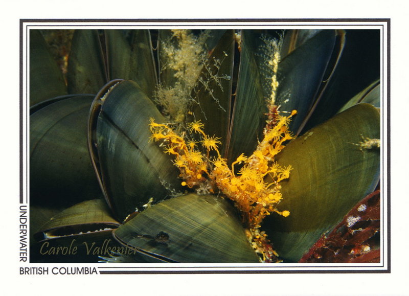 294 Pacific blue mussel (Mytilus trossulus) and orange hydroids (Garveia annulata), Porlier Pass, Southern Gulf Islands, BC