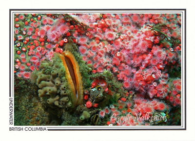 261 Rock scallop (Crassadoma gigantea) and strawberry anemones, Mozino Point, Tahsis Inlet
