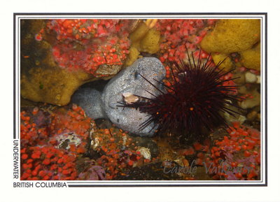 263 Wolf-eel (Anarrhichthys ocellatus), Grouse Island, Campbell River area