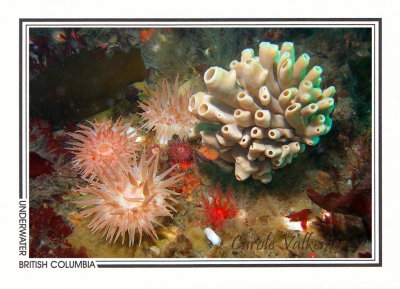 268 Crimson anemones (Cribrinopsis fernaldi) and finger sponge sp., West Race Rocks, Juan de Fuca Strait