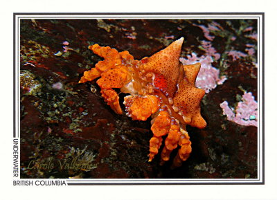 269 Puget Sound king crab, juvenile (Lopholithodes mandtii), Shark Point, Tahsis Inlet